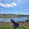 Bugsy at John O'Gaunts Reservoir
