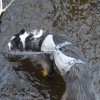 Bugsy having a drink/swim