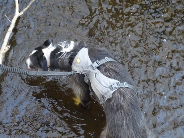Bugsy having a drink/swim