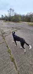 Bugsy at Twyford Wood
