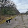 Bugsy at Twyford Wood