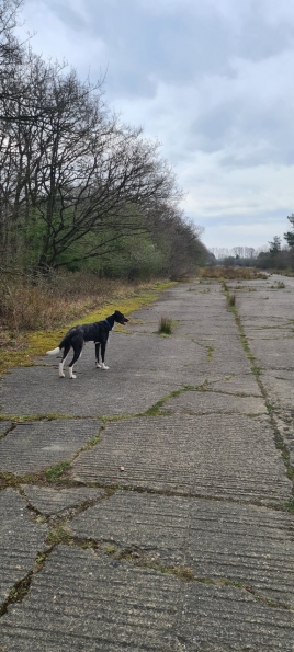 Bugsy at Twyford Wood