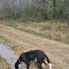 Bugsy at Twyford Wood