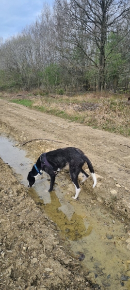 Bugsy at Twyford Wood