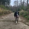 Bugsy at Twyford Wood