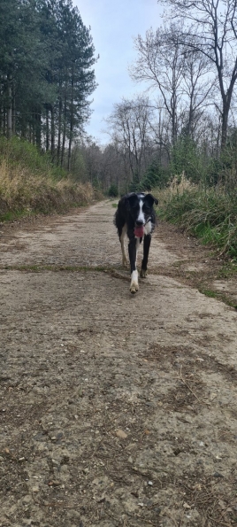 Bugsy at Twyford Wood