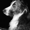 Bugsy watching TV