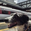 Bugsy at Grantham railway station
