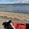 Bugsy at Helensburgh