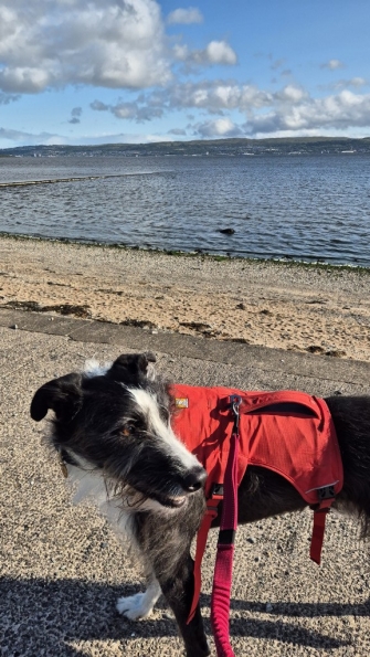 Bugsy at Helensburgh