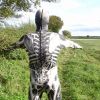 Skull & Bones Morphsuit