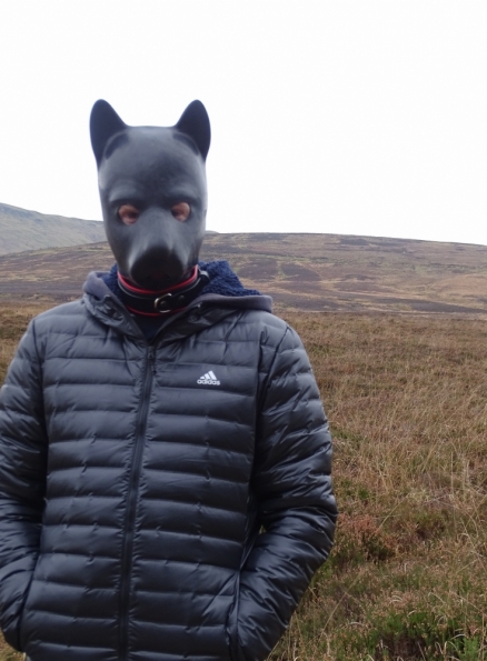 Pup hood and collar